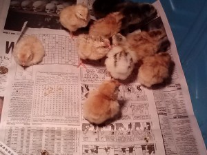 chickpic6_10 chicks